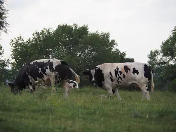 Black and white cow (Holstein Friesian)